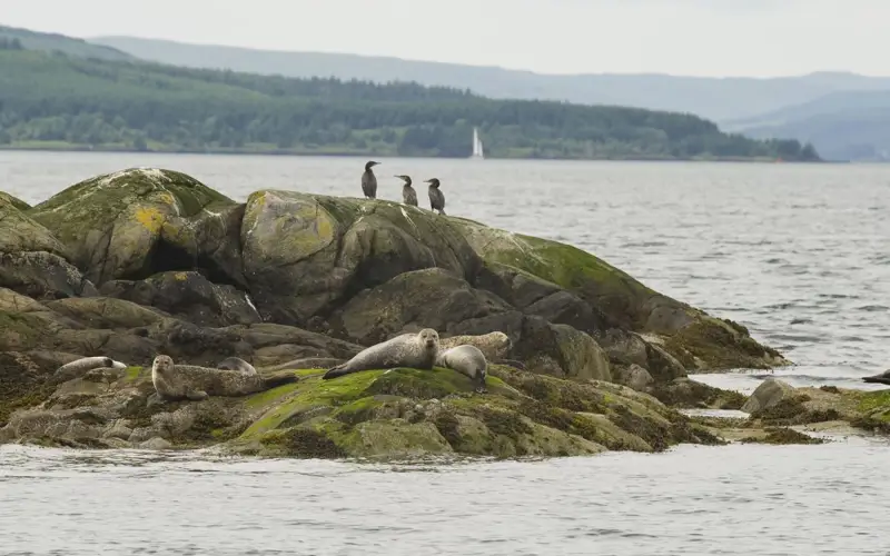 Seals and birds on rocks in the Sound of Mull, Argyll
