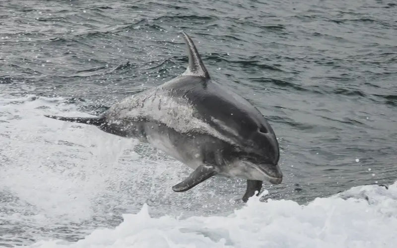 Dolphin Islay Sea Adventures