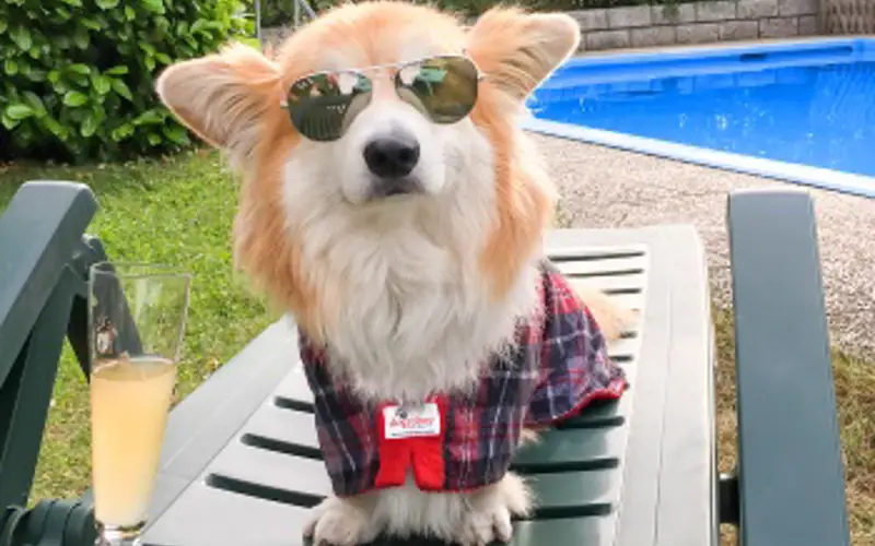 Small dog wearing sunglasses and coat