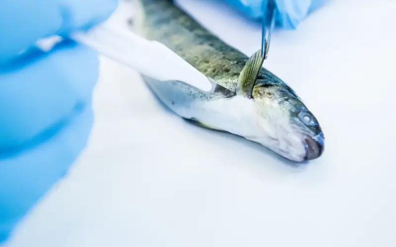 scalpel being used to dissect fish