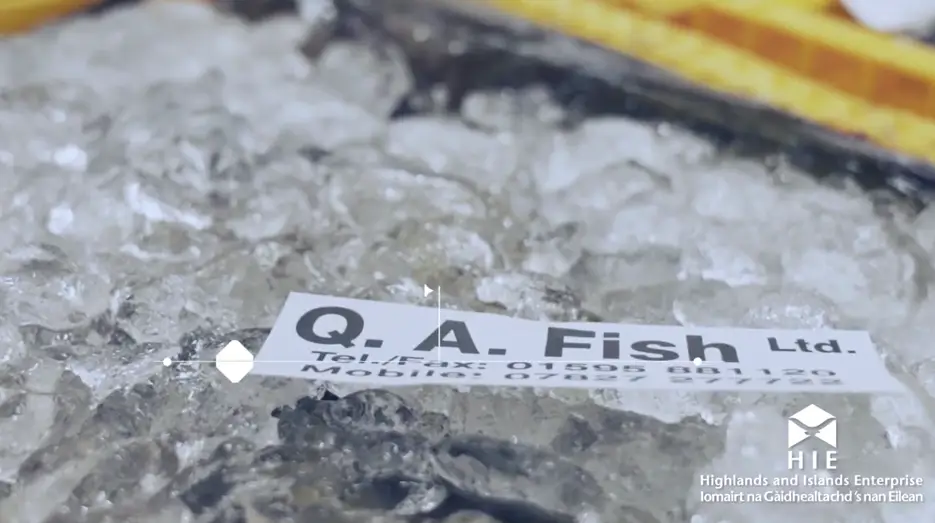 QA Fish